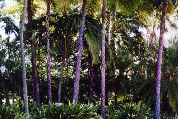 Tree Fern Polka 2003